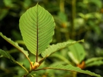Erkundung der Tiefen des Red Vein Kratom: Sorten aus Borneo und Sumatra
