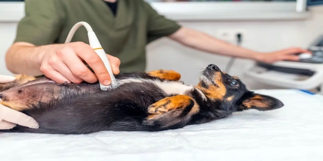 How Long Are Dogs Pregnant? Week-By-Week Dog Gestation Period