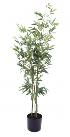 Innovative Techniques for No-Water Needed Plant Growth