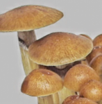 A Comprehensive Guide to Shopping for Mushroom Spores Online Safely
