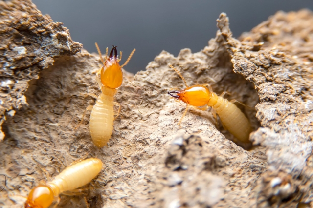 Preventative Termite Treatment Tips to Protect Your Property