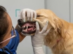 Comprehensive Pet Care at Bluenose Animal Hospital