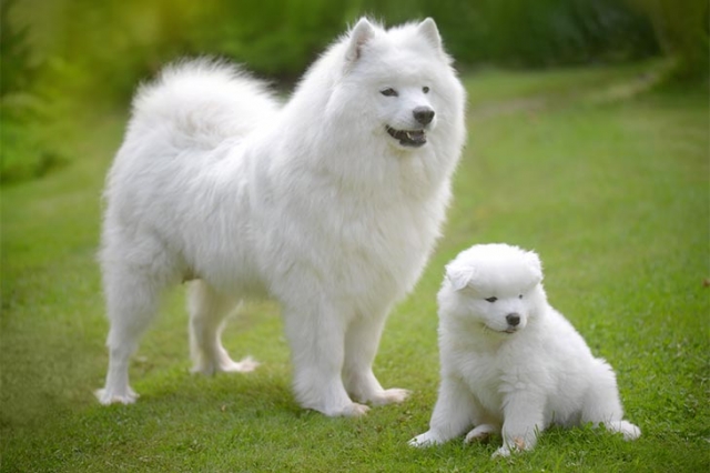 5 Dog Breeds That Gives Best Parenting Experience ?