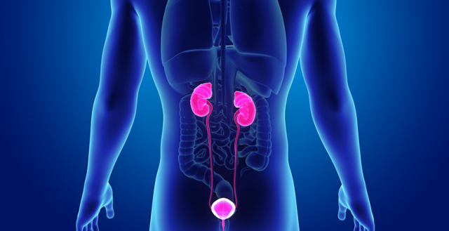 Urinary Tract Infection Therapeutic: Latest Therapies For UTI Relief