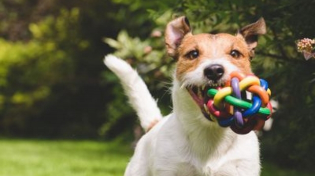 Dog Taxi Services: A Convenient Option for Boarding and Grooming