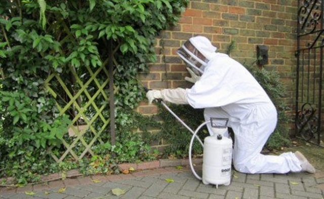 Pest Control Products and Services: Safeguarding Your Home from Unwanted Guests