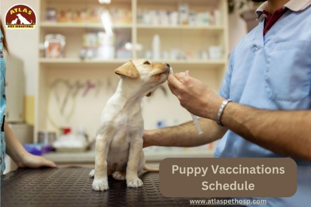 How Norco Animal Hospital Provides Advanced Care for Pets with Chronic Conditions