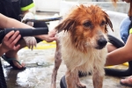 Canine Fire Safety Programs: How Dogs Aid in Fire Prevention