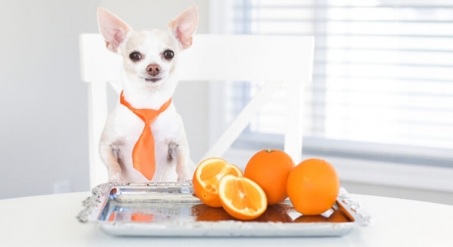 Can Dogs Eat Kumquats?