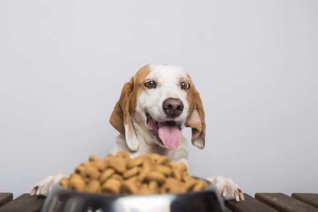 Why Natural Supplements Are a Safer Alternative to Traditional Dog Medications