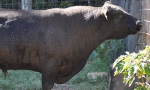 Why Leasing Bulls Is a Smart Choice for Modern Farmers