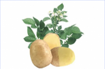 Seklinės Bulvės: The Key to a Successful Potato Harvest