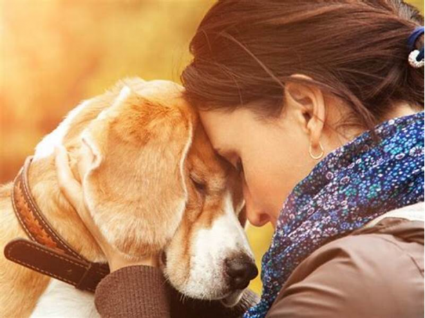 Animal Cremation Guide – Everything You Wanted To Know