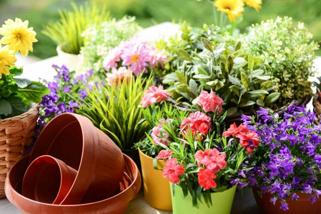 Hardy Flower Options for Fall Outdoor Decorating