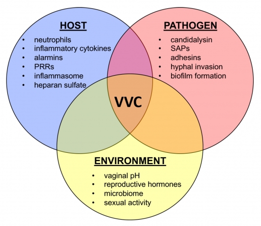Vulvovaginal Candidiasis Market Size, Share, Trends, Industry Report 2024-34