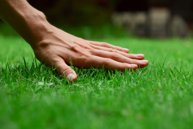 Everything You Should Know About Lawn Care Services!