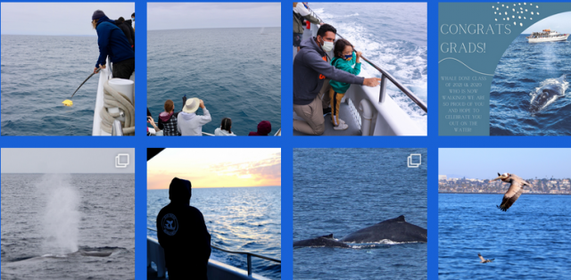 Investigating the Marvels of Whale Watching in California: Private Tours and Focal Encounters!