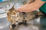Purrfect Care for Your Feline Friend: Top Cat Sitters in Cambridge