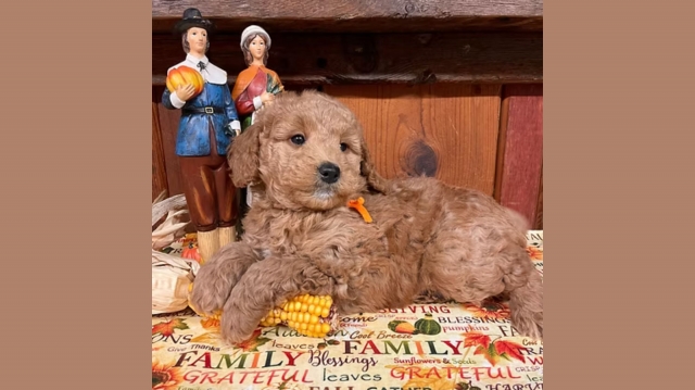 F1 Mini Goldendoodle: The Perfect Blend of Fun and Love