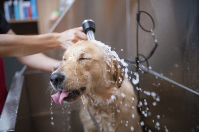 What Are the Key Components of Dog Grooming?