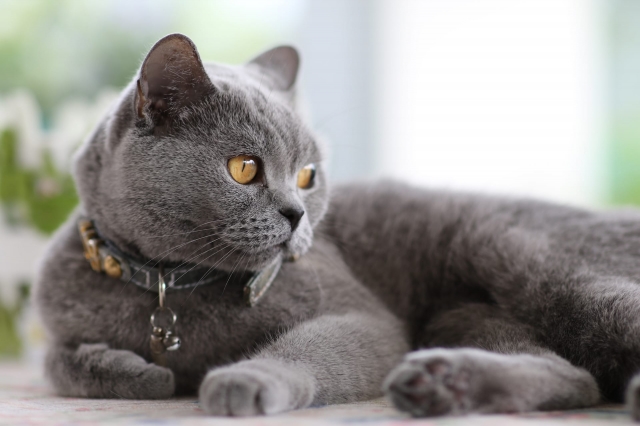 The British Blue Cat: A Guide to Care, Grooming, and Health