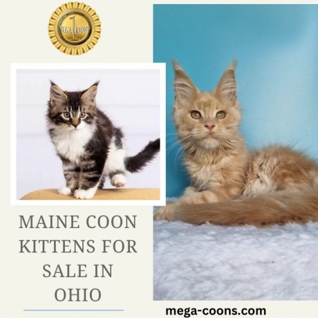 Maine Coon Kittens for Sale in Ohio