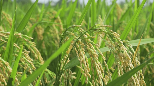 Bayer: Leading the Charge in Agrochemical Innovation