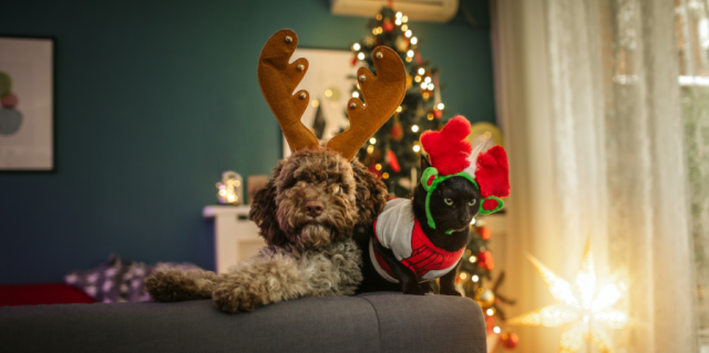 6 Vet-Approved Tips for Keeping Your Pet Safe This Holiday Season by DCC Animal Hospital