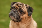How Dog Boarding and Daycare Help Improve Your Dog’s Emotional Health
