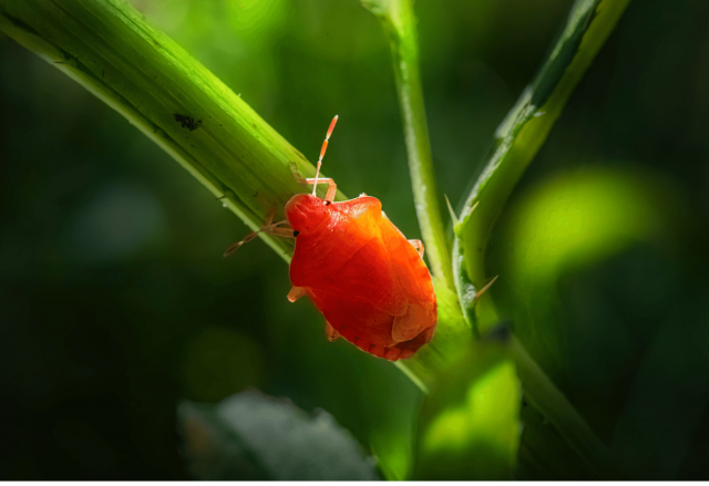 what-do-clover-mites-eat