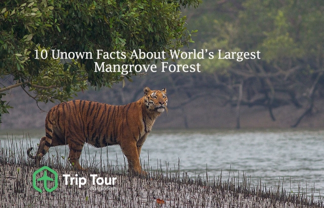 Sundarban Wildlife: 10 Unknown Facts about World’s Largest Mangrove forest