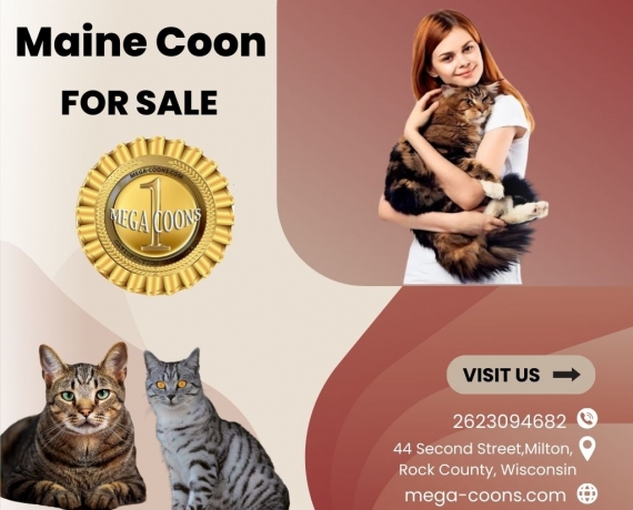 Maine Coon for Sale: Adorable Maine Coons Await You