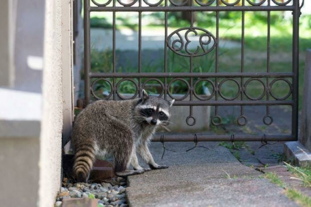 Raccoon Removal in Houston: What You Need to Know to Protect Your Family 