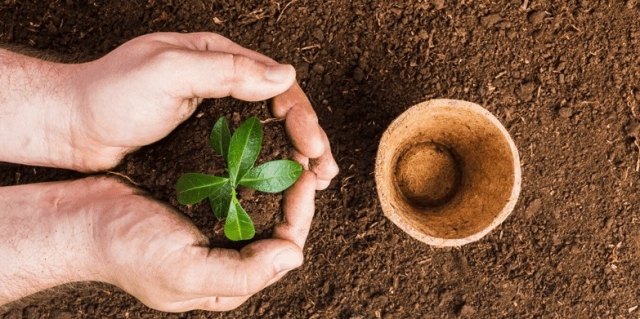 Why Premium Potting Soil is a Must for Healthy Indoor Plants