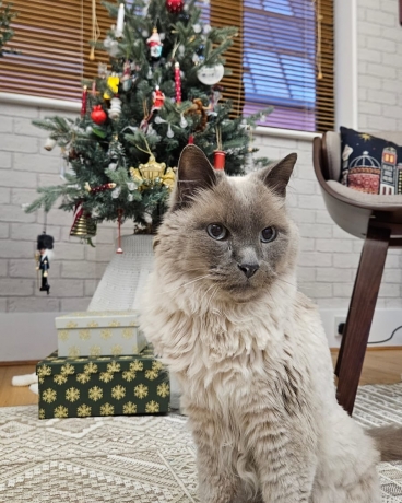 Cambridge’s Best Cat Sitters: Trusted Care for Your Feline Friend
