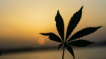 What To Expect From A Weed Delivery Service?