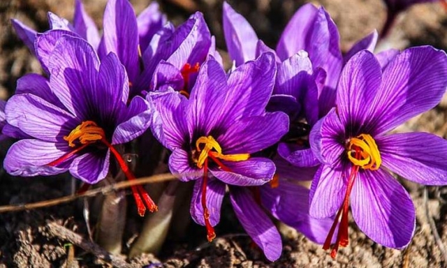 5 Easy Ways to Identify Pure Saffron in Brisbane