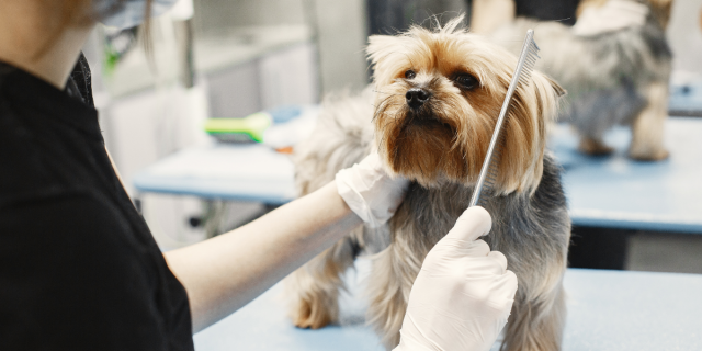 How to Find the Perfect Dog Grooming Service for Your Pet's Needs