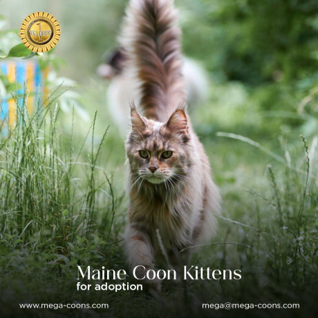 Maine Coon Kittens for Sale in Michigan: Adorable, Healthy, and Ready