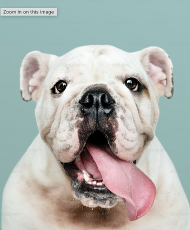 Innovative Treatments for Dogs with Arthritis: A Comprehensive Guide