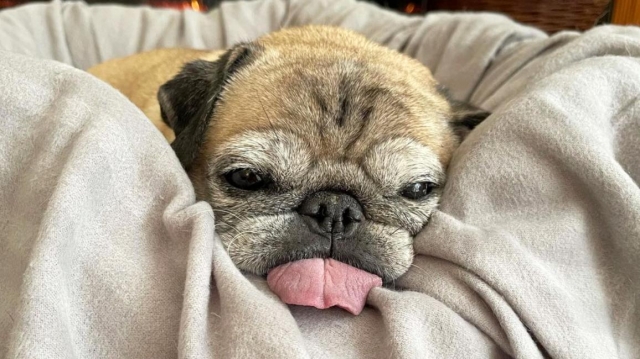 Inspiring Animal Stories - Be Inspired