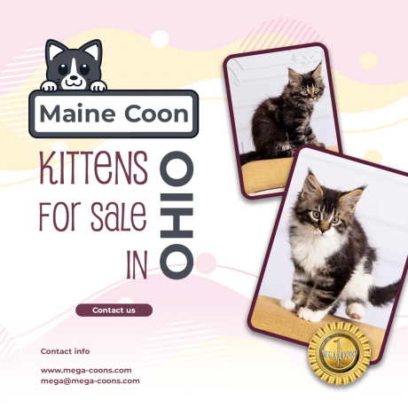 Maine Coon Kittens for Sale in Ohio: Steps to Finding Your Perfect Playful Companions