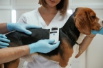 Microchipping in Mississauga: Why It’s Essential for Your Pet’s Safety