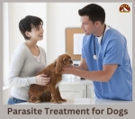 Natural and Medical Solutions for Worm Prevention in Dogs: What Works Best?