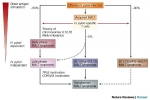 Malt Lymphoma Market Report Analysis, Share, Trends, Demand 2024-34