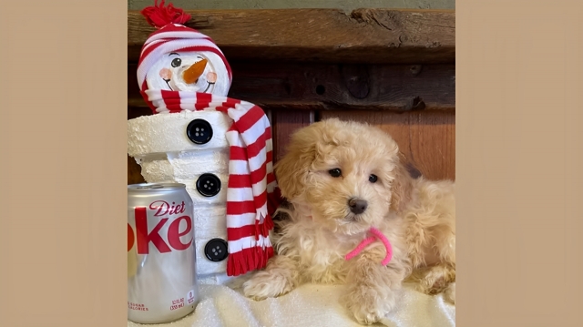 What Makes the F1B Miniature Labradoodle a Great Choice?