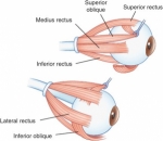 Ophthalmoplegia Market Share, Industry Trends, Forecast 2024-32