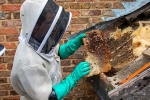 Wasp and Bee Removal Ensuring Safety and Peace of Mind