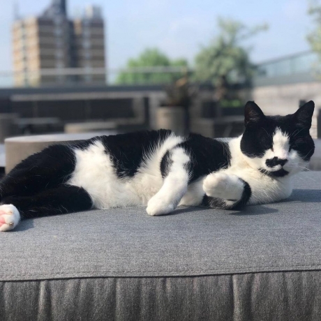 How to Find a Cat Sitter Who Treats Your Pet Like Royalty