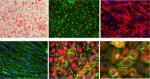 Emerging Technologies Create New Opportunities for Human Primary Cells